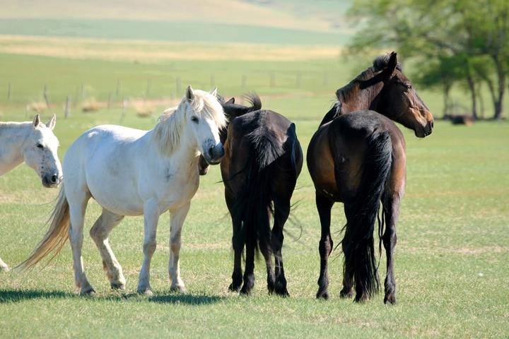 马背上的历史印记